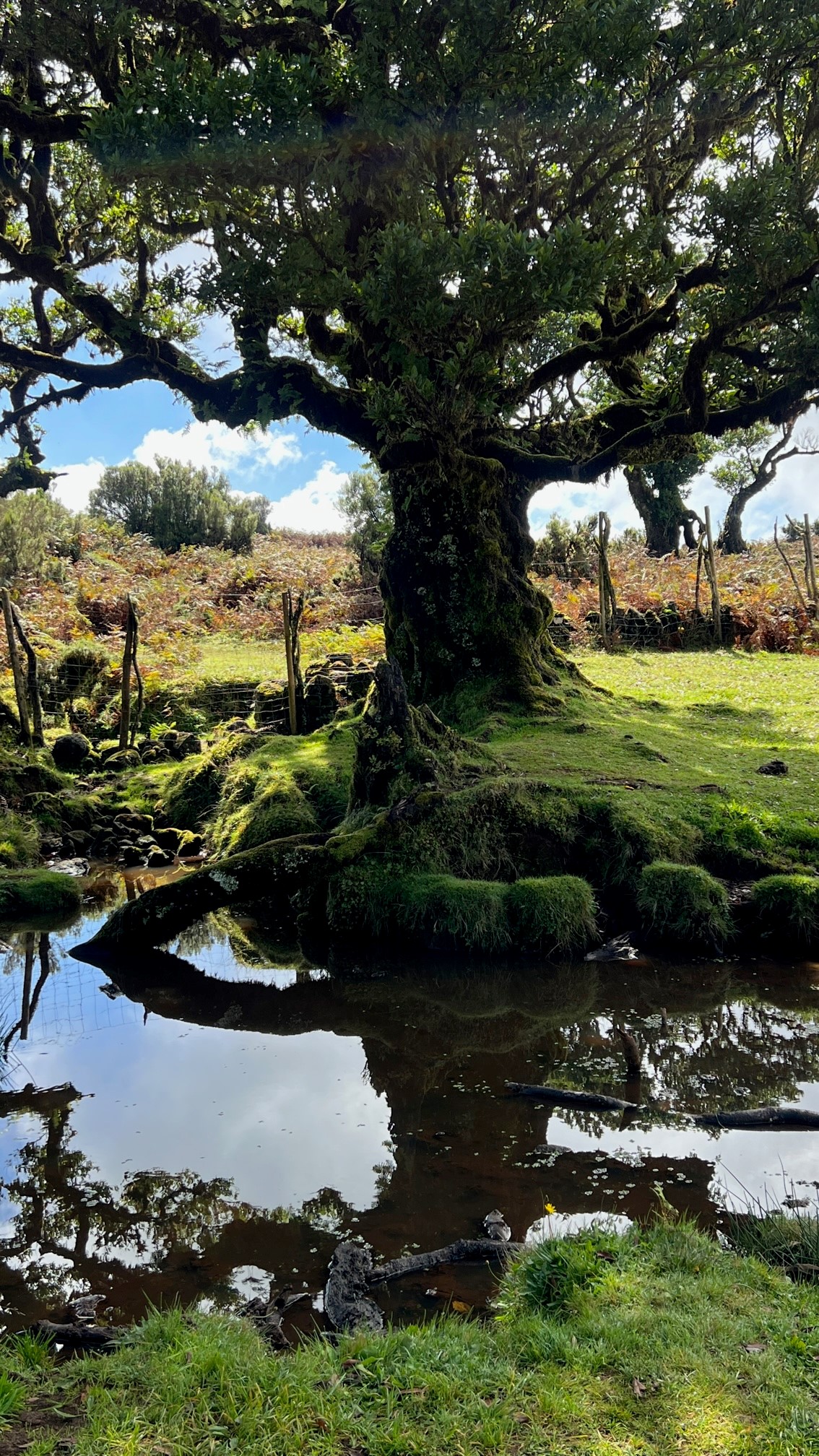 Baumwesen des Laurisilva Waldes auf Madeira im Oktober 2022